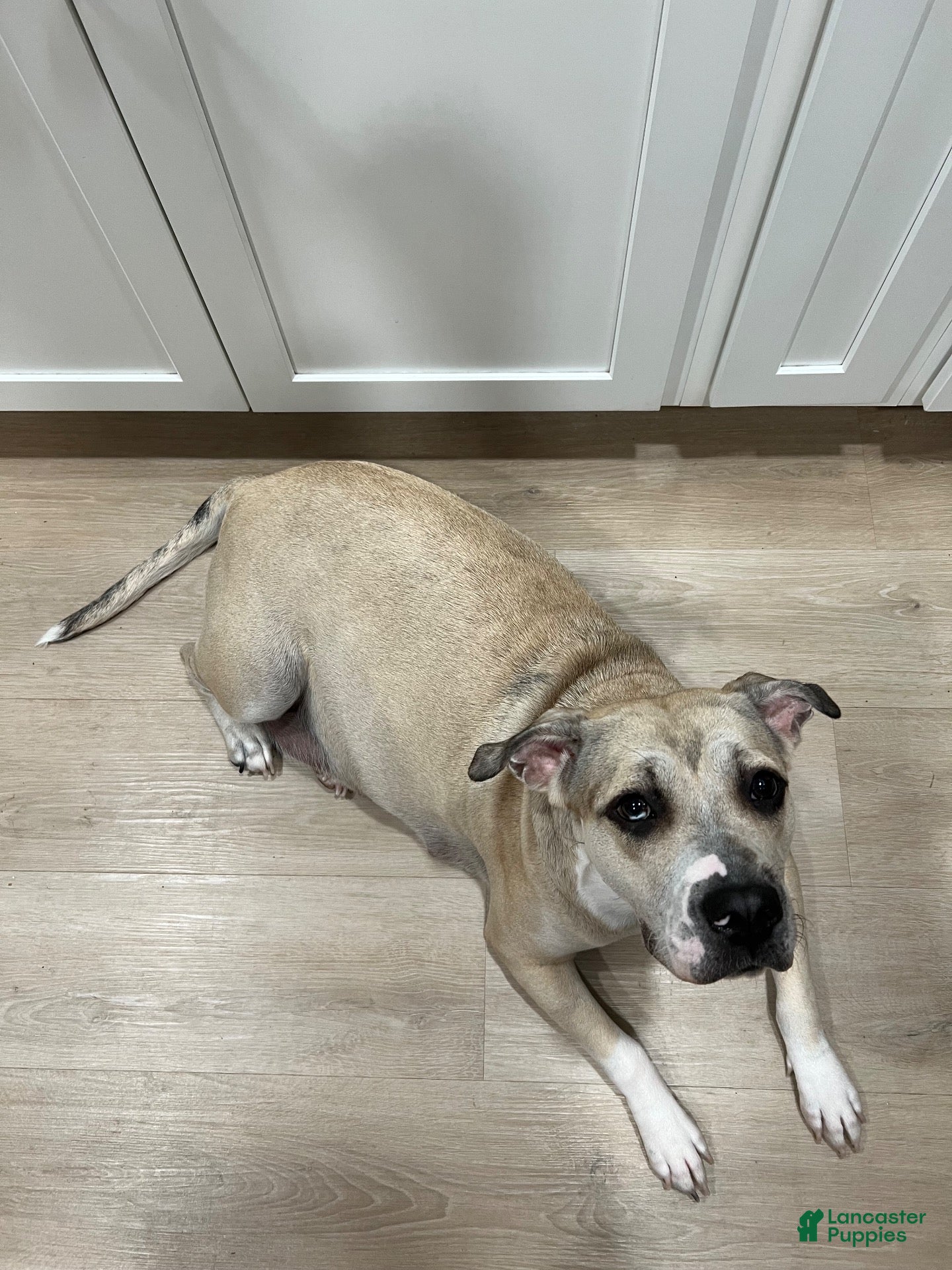 Mixed Breed dogs Mixed Breed 1 - Ad 2