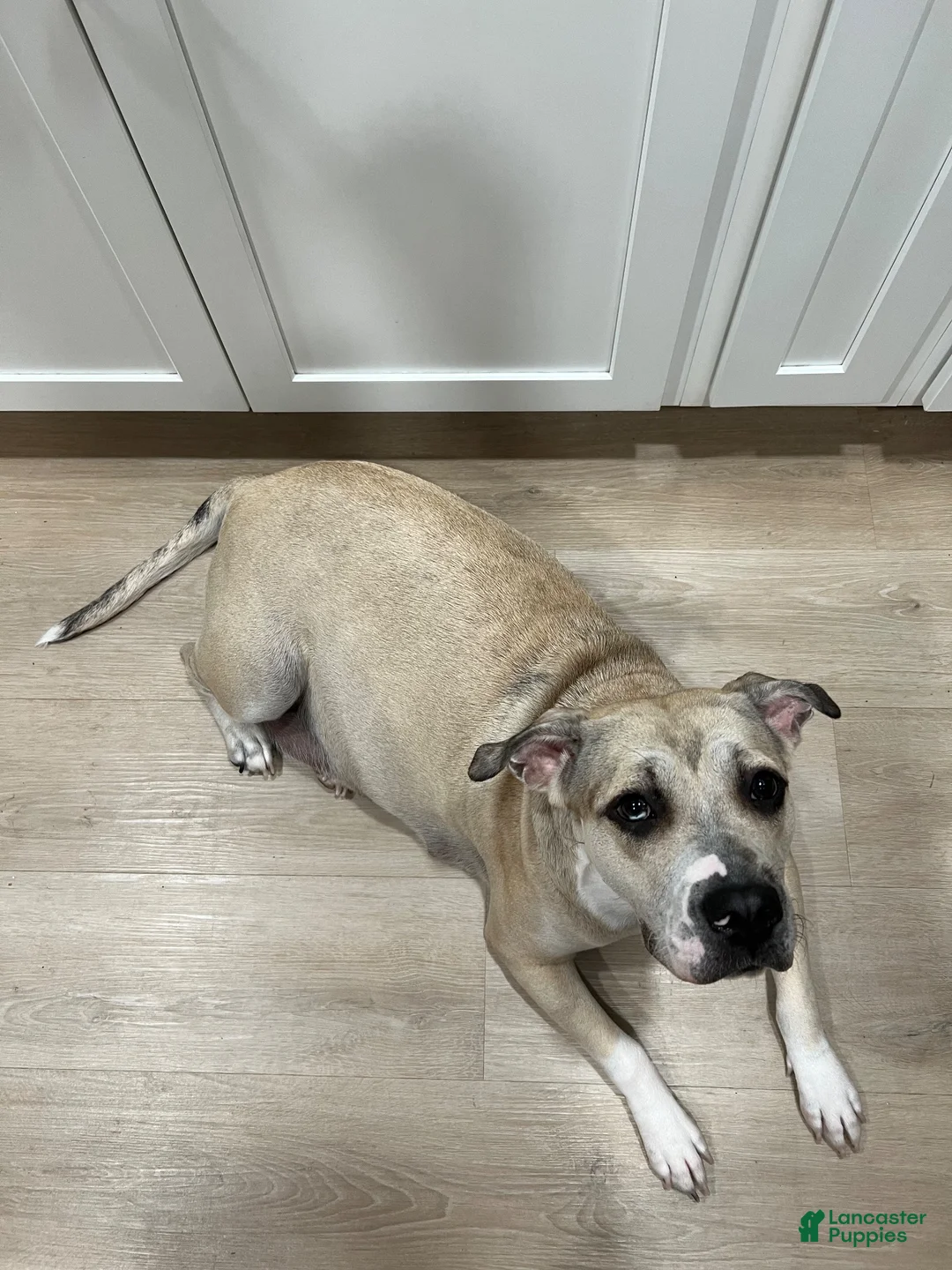 Mixed Breed dogs for sale: Mixed Breed 1 - Ad 2