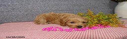 Cavapoo dogs for sale: Peggy - Ad 2