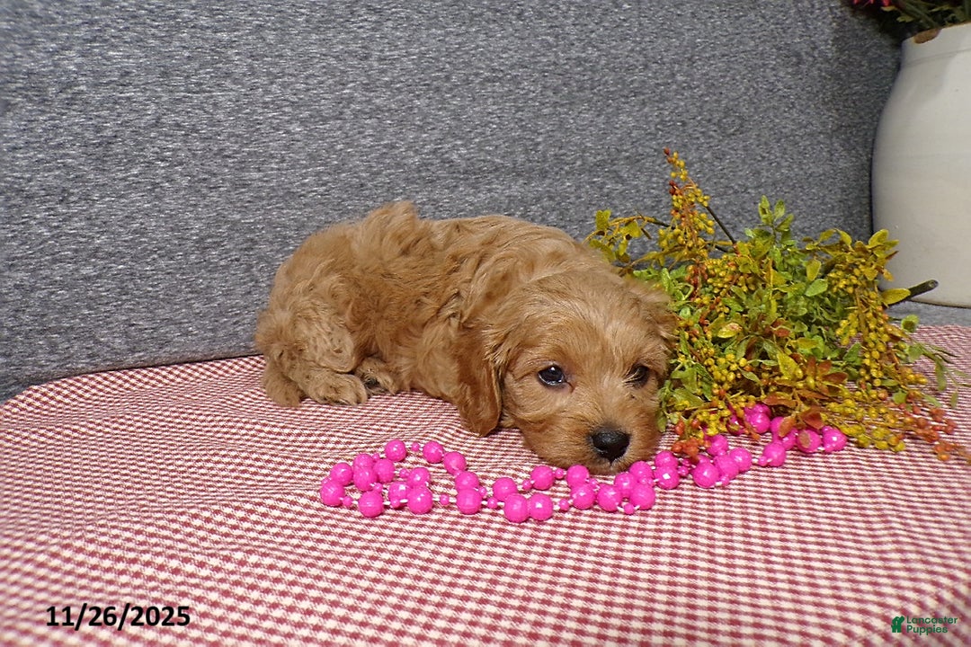 Cavapoo dogs for sale: Peggy - Ad 2