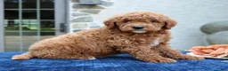 Goldendoodle dogs for sale: Denver  - Ad 2
