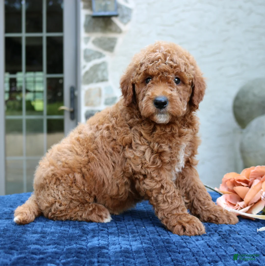 Goldendoodle dogs for sale: Denver  - Ad 2
