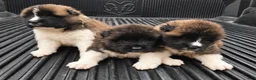 Akita dogs for sale: Oliver - Ad 5