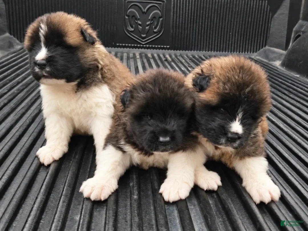 Akita dogs for sale: Oliver - Ad 5