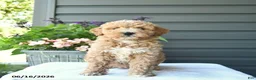 Mini Goldendoodle dogs for sale: Blossom  - Ad 2