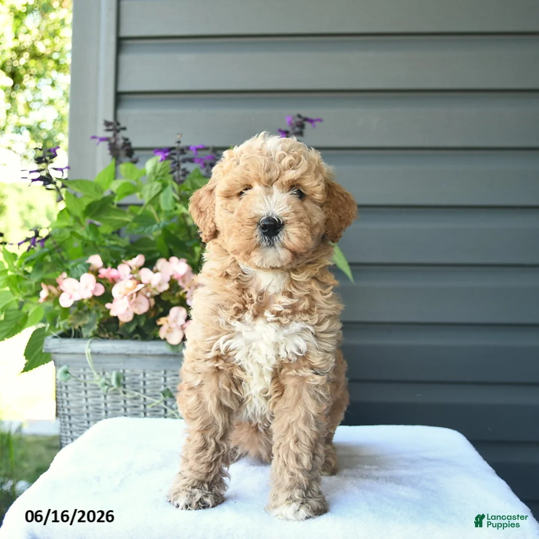 Mini Goldendoodle dogs for sale: Blossom  - Ad 2