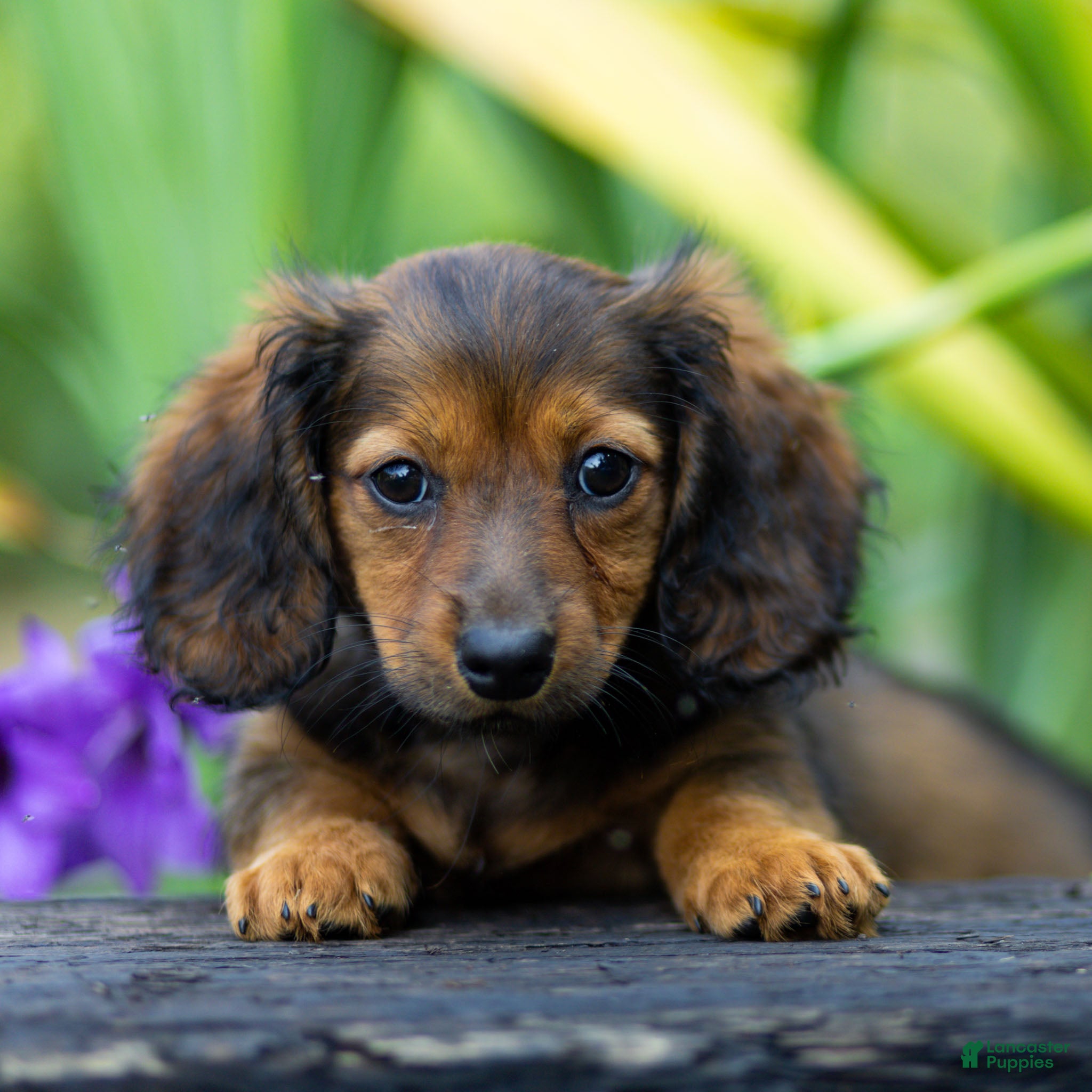 Miniature Dachshund dogs Marie Miniature Dachshund  - Ad 1