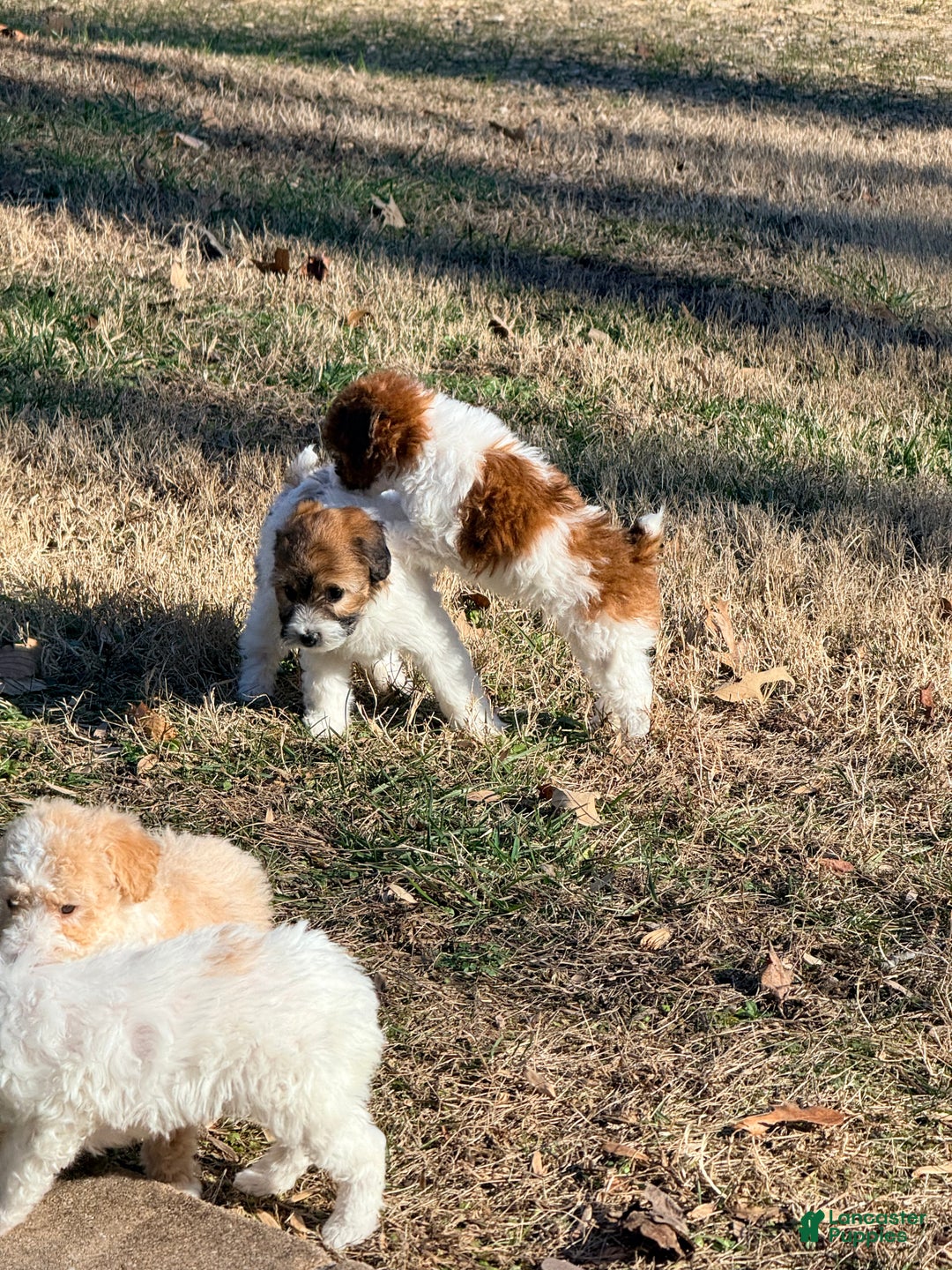 Pomapoo dogs for sale: Brooklyn - Ad 3