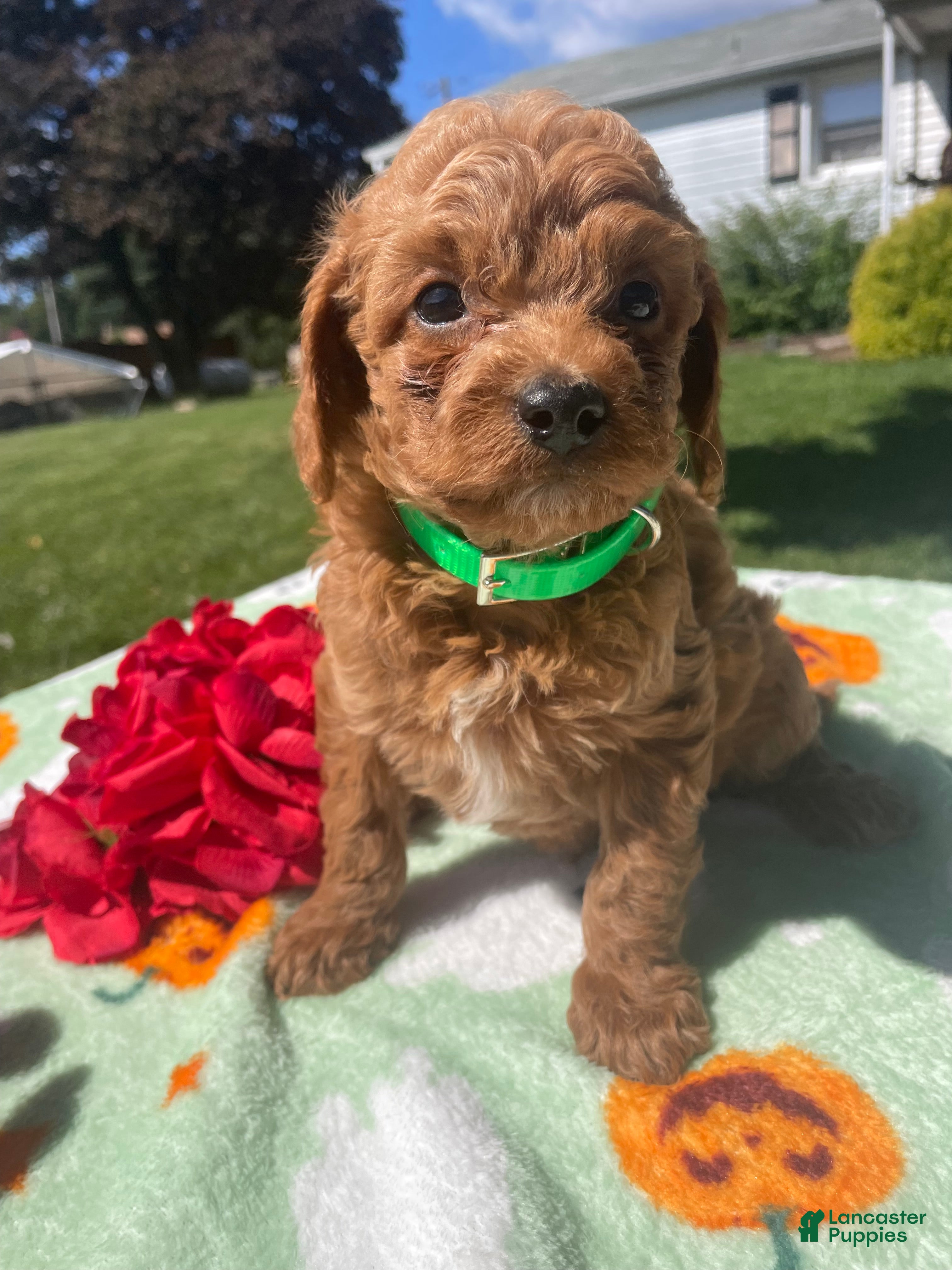 Cavapoo dogs Biscuit - Ad 2