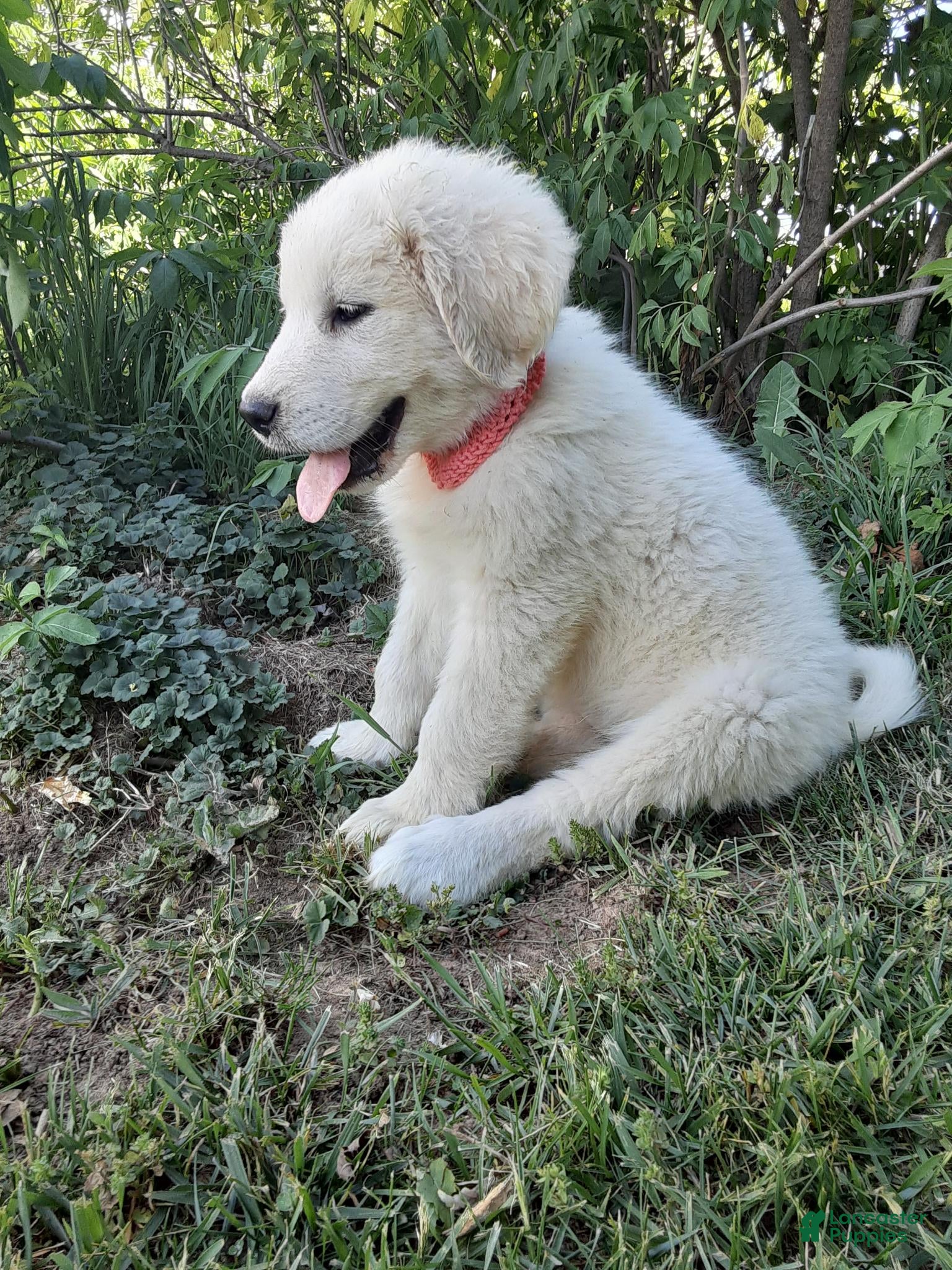 Great Pyrenees dogs Keilah  - Ad 2