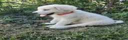 Great Pyrenees dogs for sale: Keilah  - Ad 2