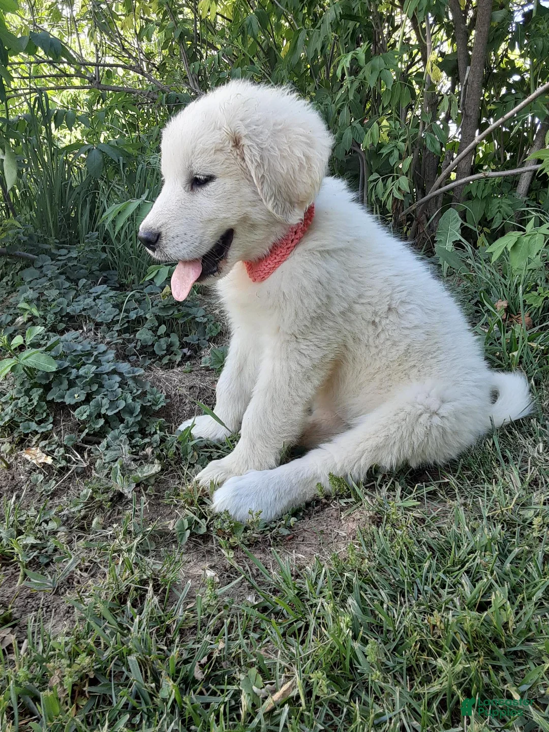 Great Pyrenees dogs for sale: Keilah  - Ad 2
