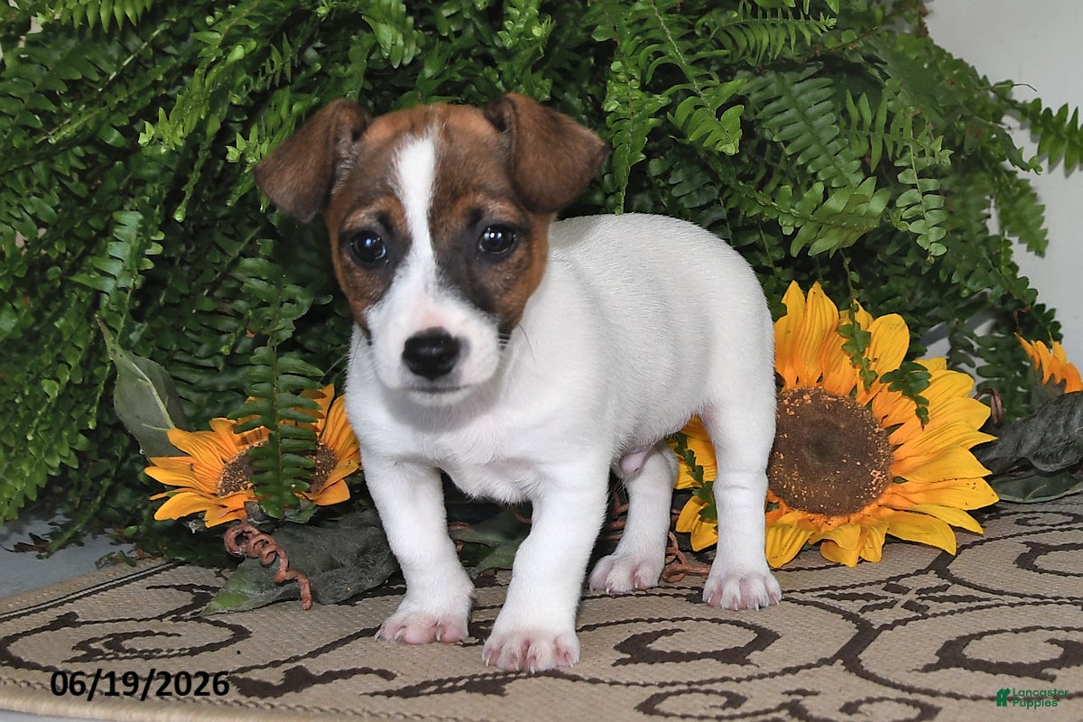 Jack Russell Terrier dogs Bouncer - Ad 2