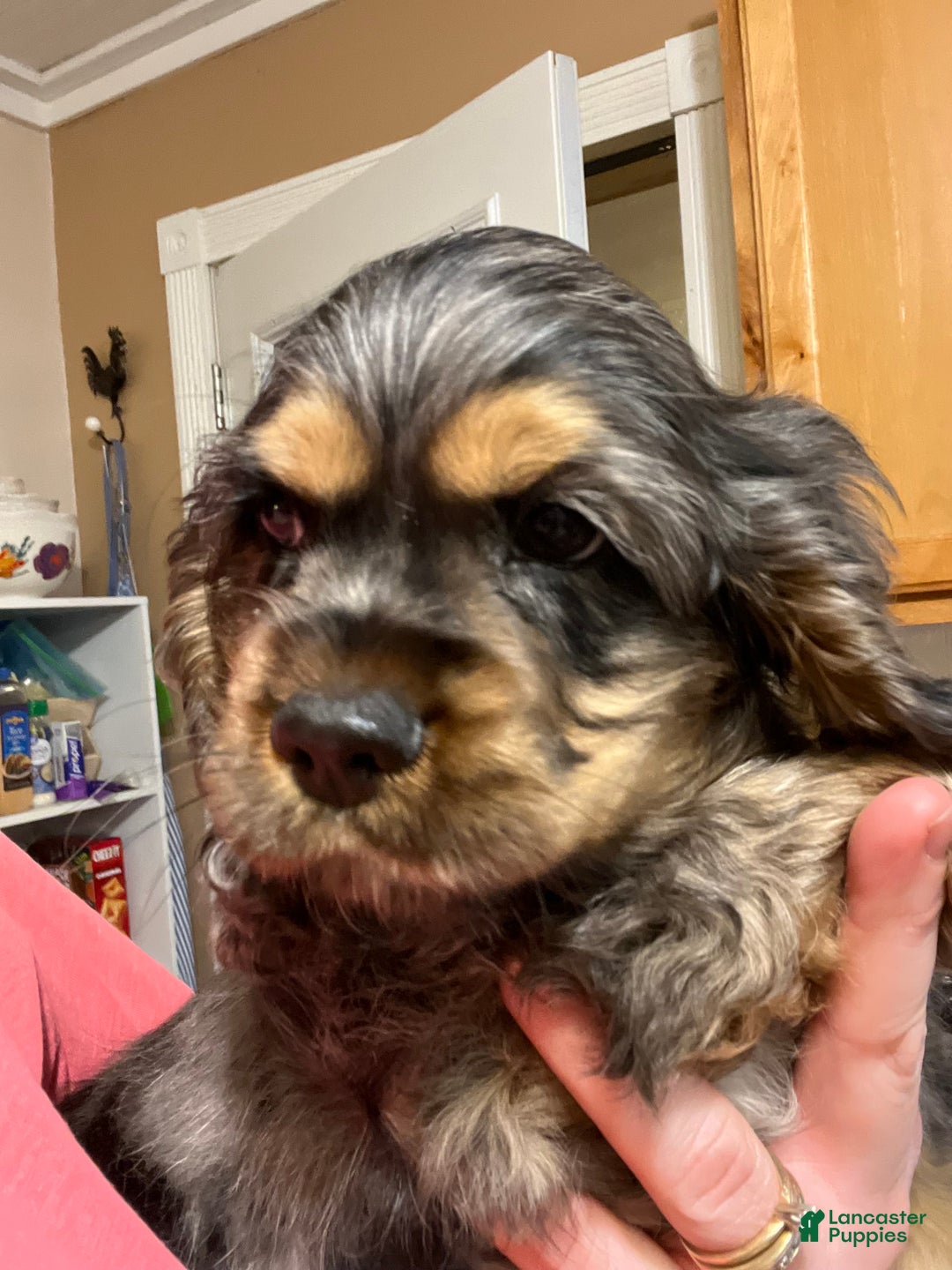 Cocker Spaniel dogs for sale: Fozzy  - Ad 5