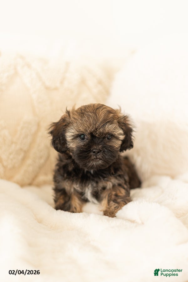 Teddy Bear dogs Rosie - Ad 16