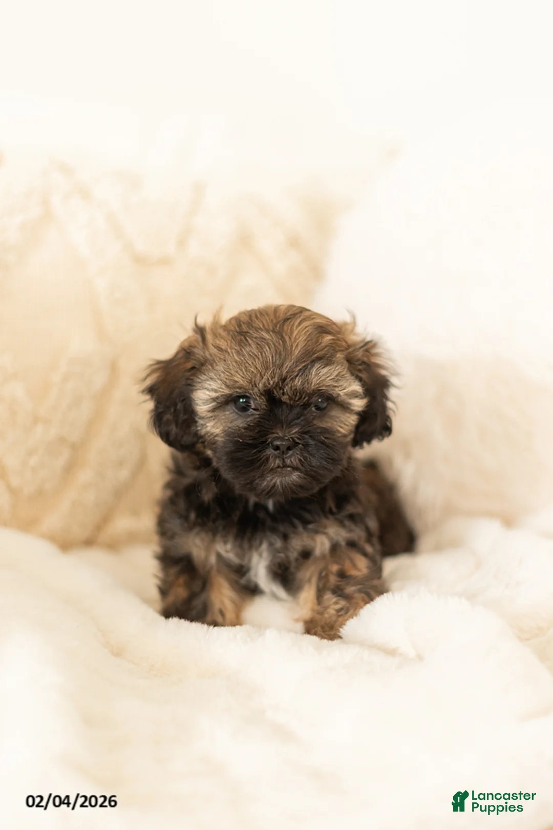 Teddy Bear dogs for sale: Rosie - Ad 1