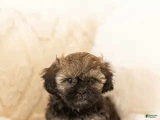 Teddy Bear dogs Rosie - Ad 16