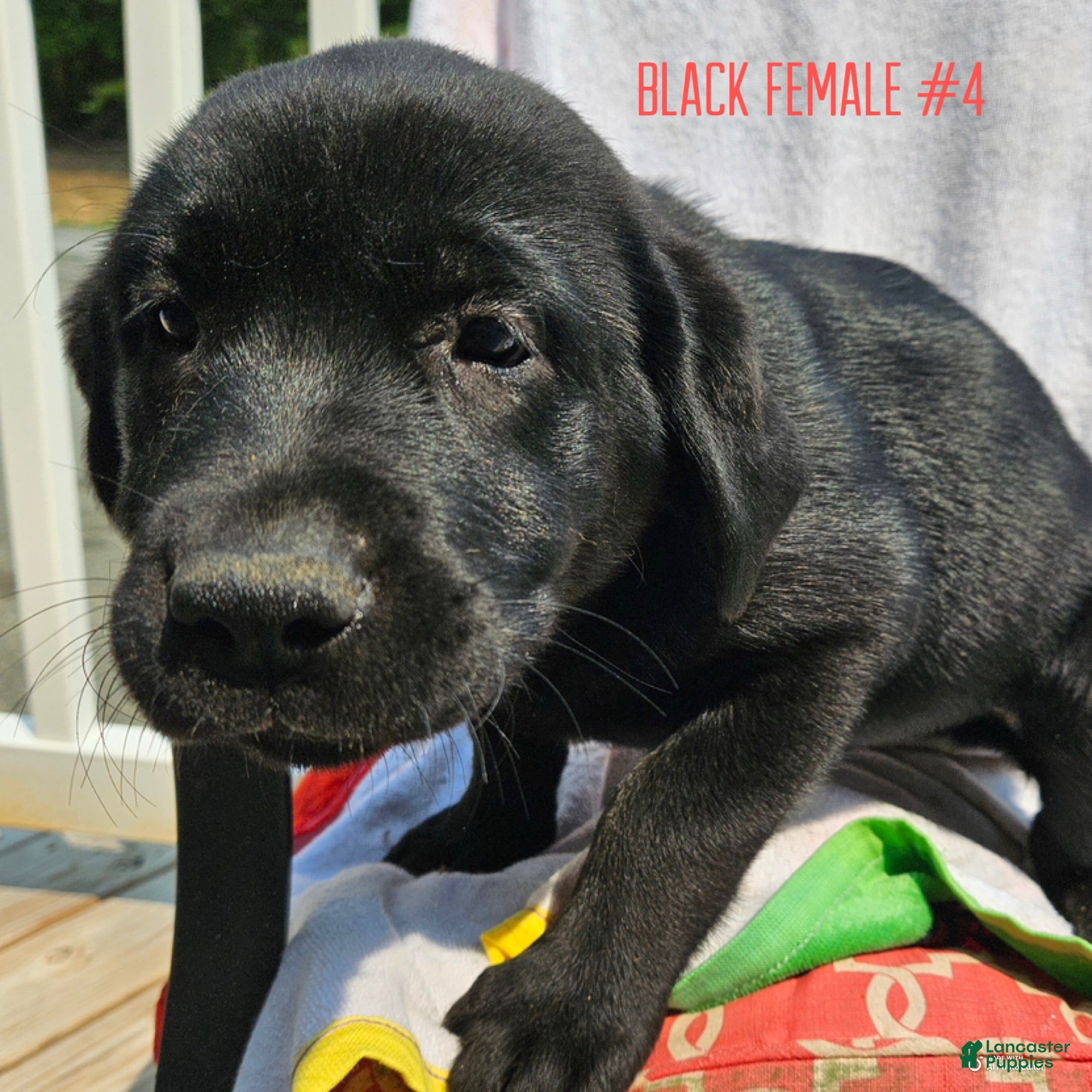 Labrador Retriever dogs Labrador Retriever Black Female 4 - Ad 1