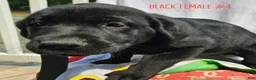 Labrador Retriever dogs for sale: Labrador Retriever Black Female 4 - Ad 1