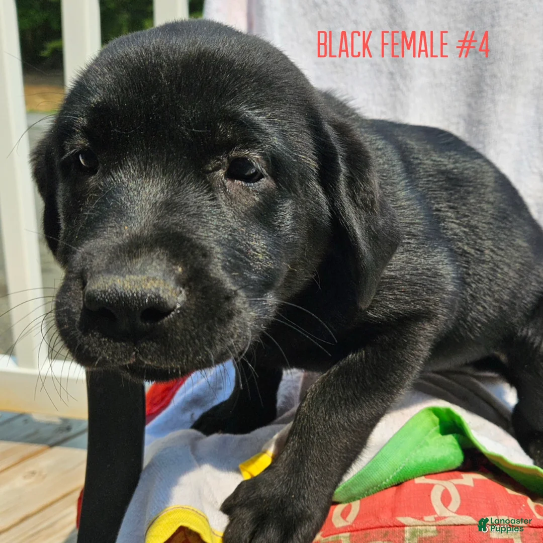 Labrador Retriever dogs for sale: Labrador Retriever Black Female 4 - Ad 1