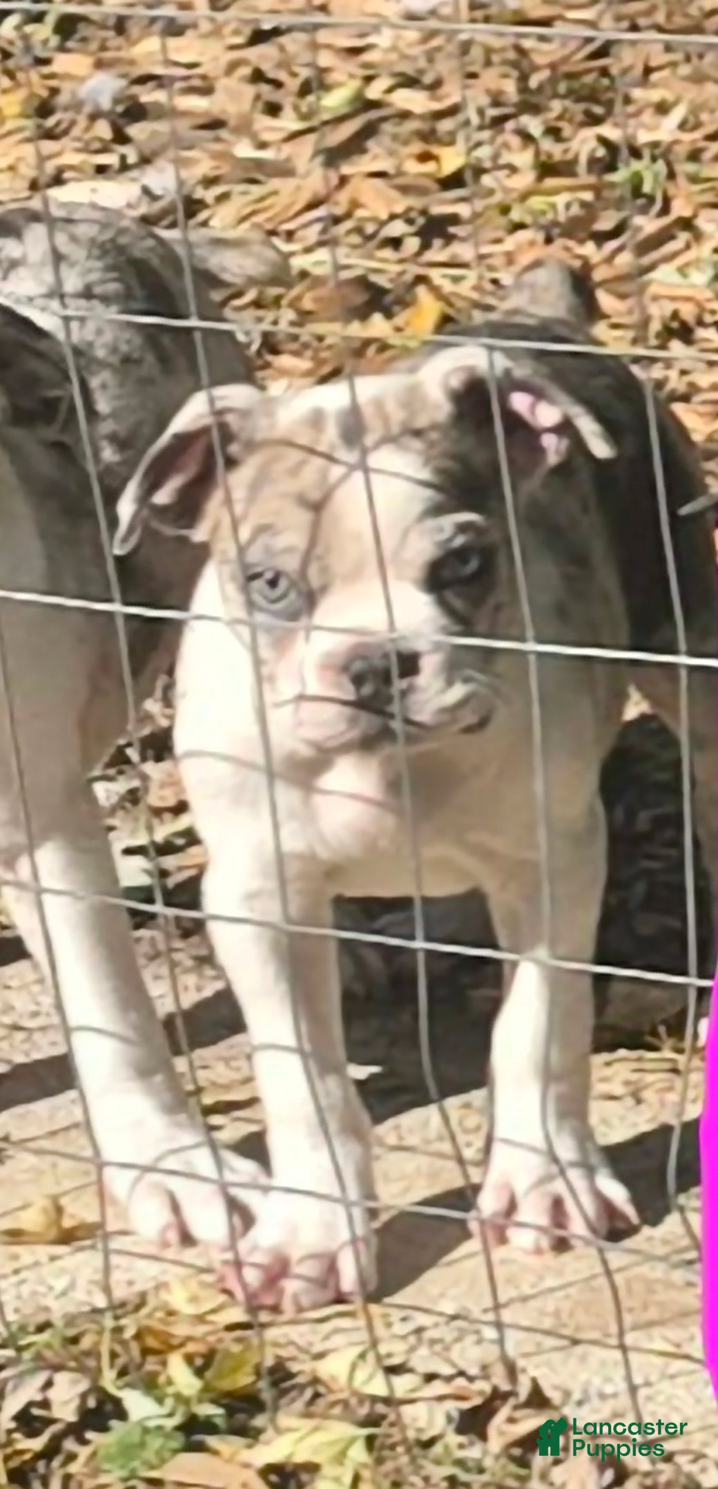 Mixed Breed dogs for sale: Tater - Ad 15