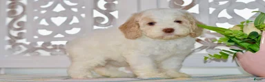 Cora