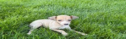 Italian Greyhound dogs for sale: Italian Greyhound female 1 fawn and white  - Ad 3