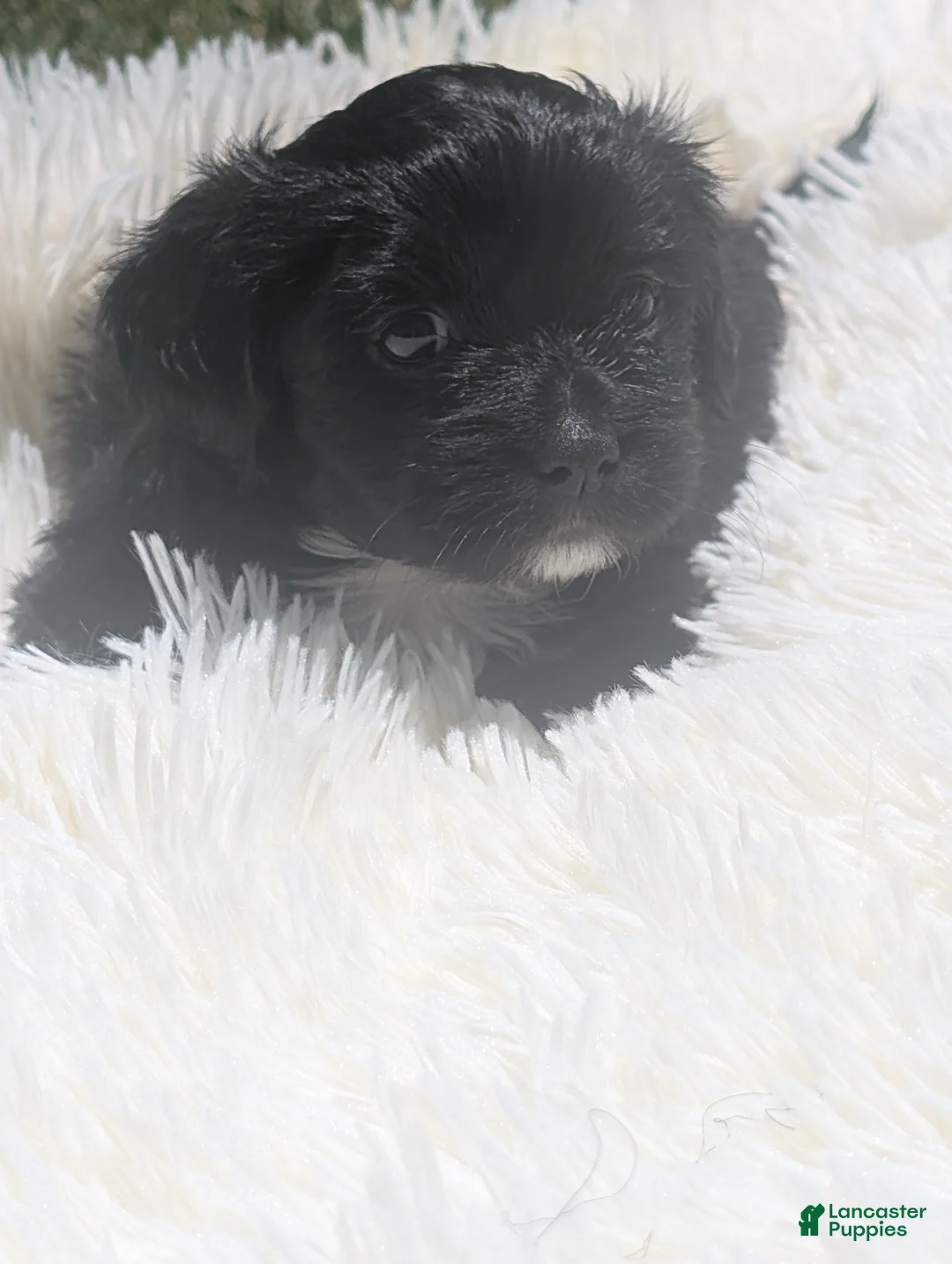 Mixed Breed dogs for sale: Mixed Breed 6 - Ad 2