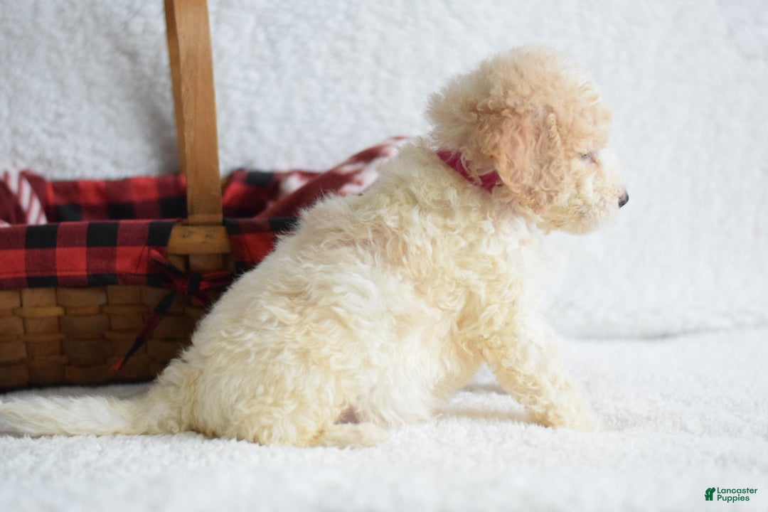 Goldendoodle dogs for sale: Goldendoodle Puppy 1 - Ad 2