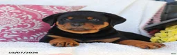 Rottweiler dogs for sale: Jojo - Ad 3