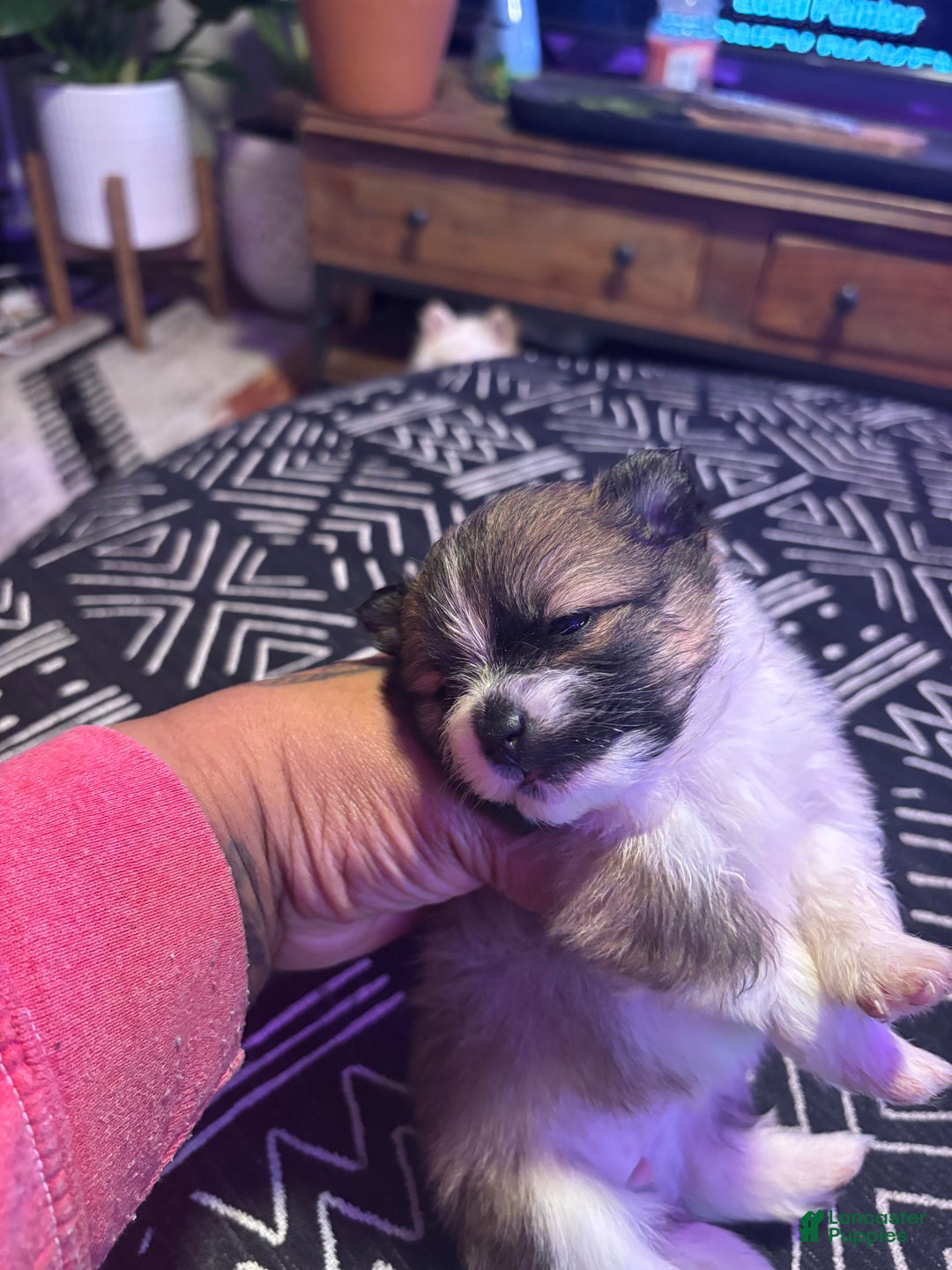 Pomeranian dogs for sale: Sparkles - Ad 4