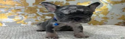 French Bulldog dogs for sale: Oreo - Ad 4