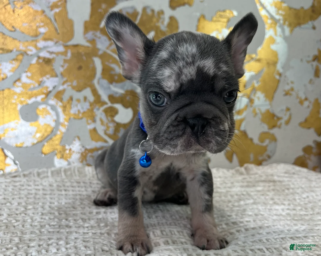 French Bulldog dogs for sale: Oreo - Ad 4