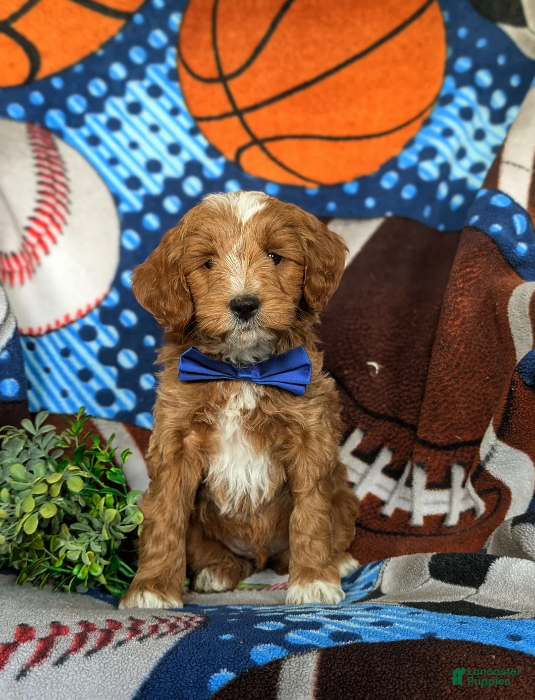 Mini Goldendoodle dogs for sale: Blaze Hypoallergenic - Ad 1