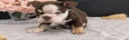 English Bulldog dogs for sale: Zeus - Ad 4