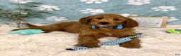 Mini Goldendoodle dogs for sale: Bentley  - Ad 4