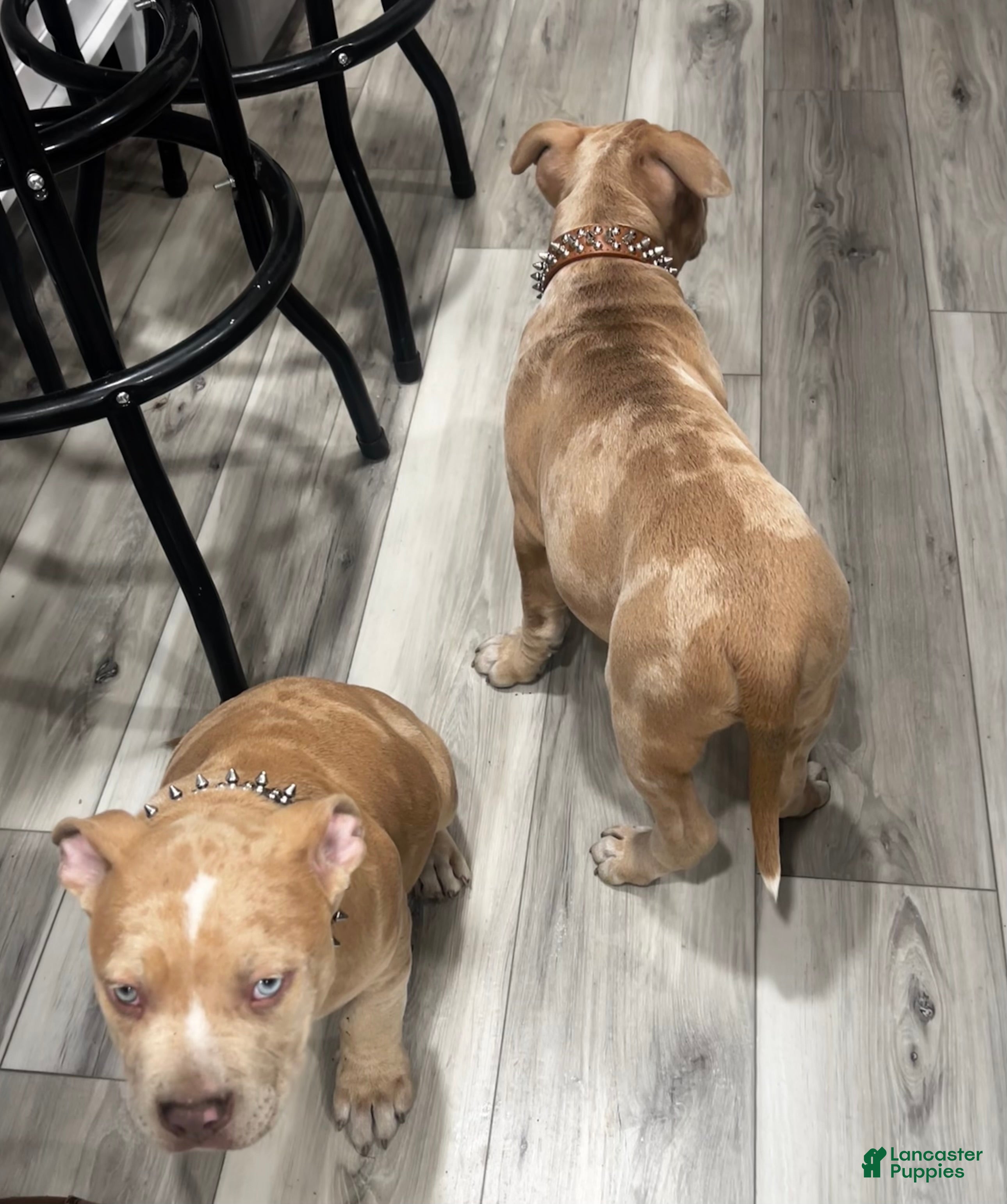 American Bully dogs Chucky - Ad 1