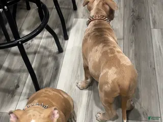 American Bully dogs Chucky - Ad 1