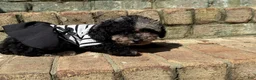 Miniature Poodle dogs for sale: Latte - Ad 3