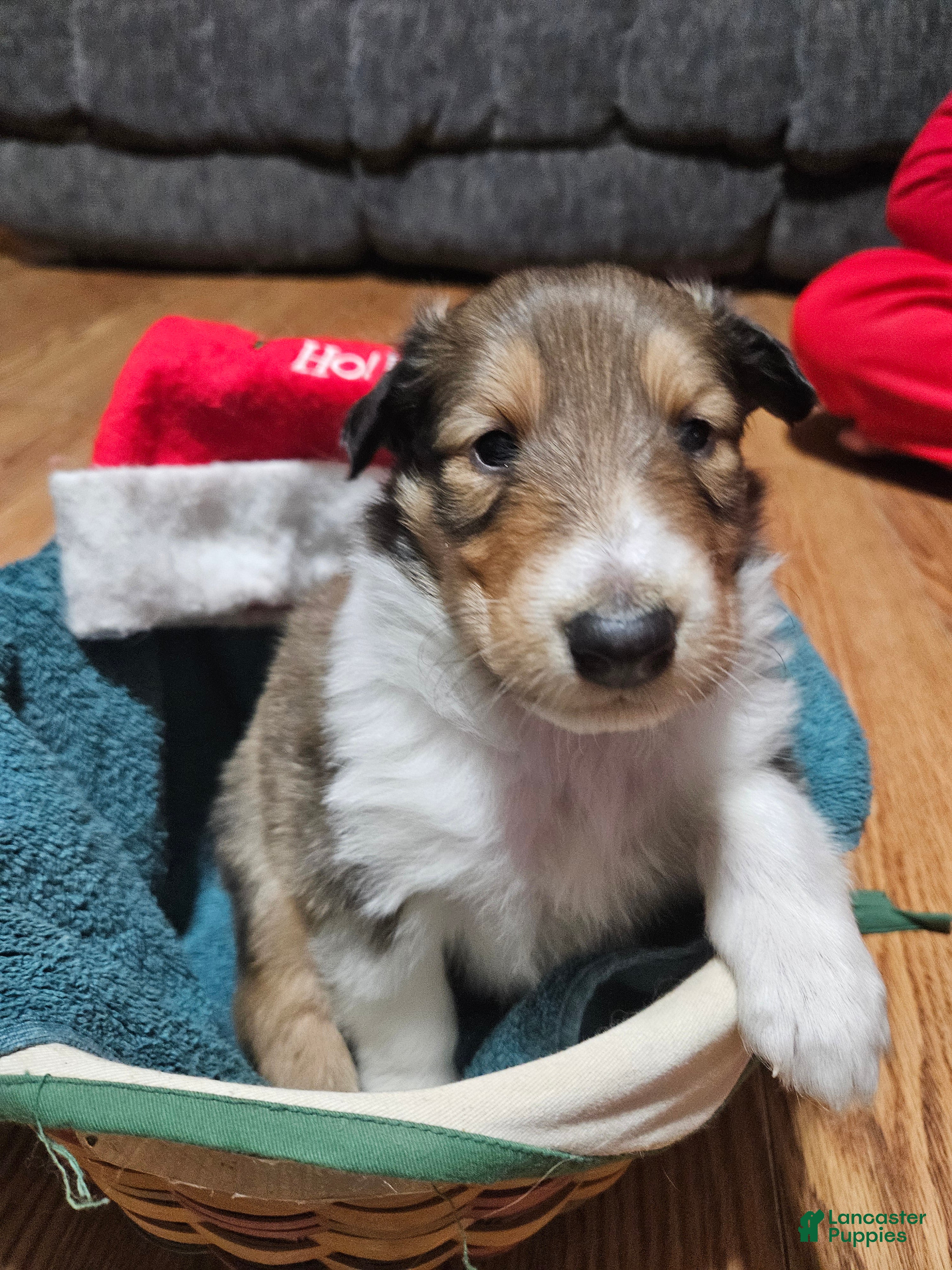 Collie dogs Collie Puppy 5 Queen - Ad 5