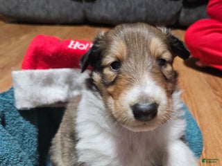 Collie dogs Collie Puppy 5 Queen - Ad 5