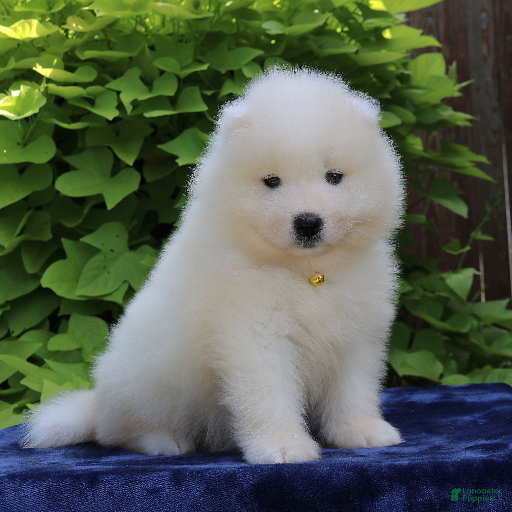 Samoyed dogs Ava - Ad 2