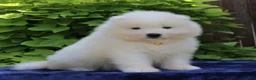 Samoyed dogs for sale: Ava - Ad 2