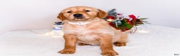 Golden Retriever dogs for sale: Goldie - Ad 12
