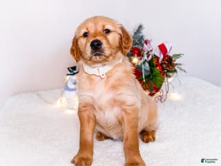 Golden Retriever dogs Goldie - Ad 21