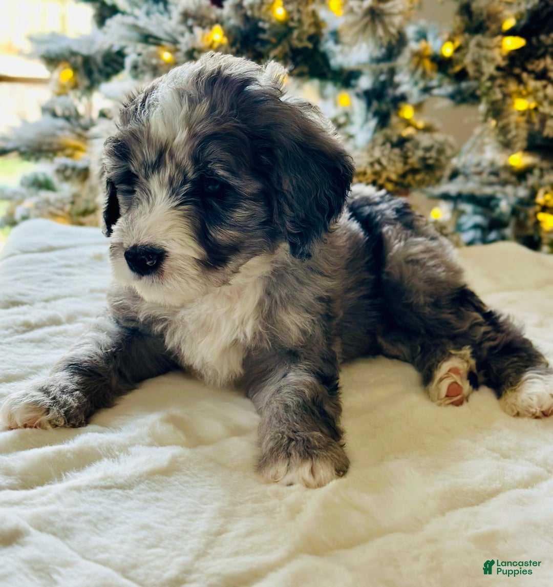 Bernedoodle dogs for sale: Denim  - Ad 3