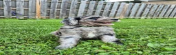 Mini Sheepadoodle dogs for sale: Artemis  - Ad 10