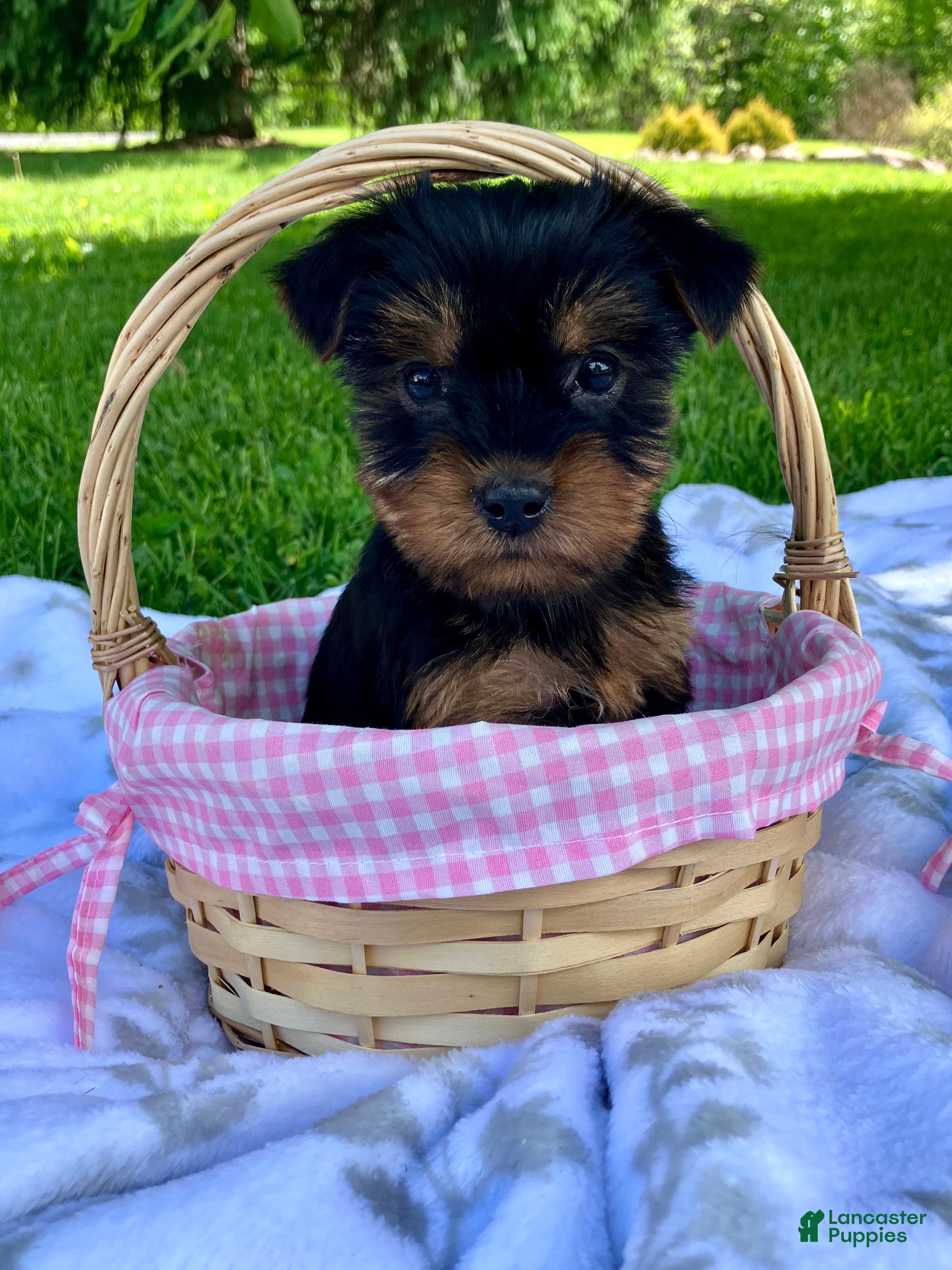Yorkshire Terrier dogs Ariel - Ad 1