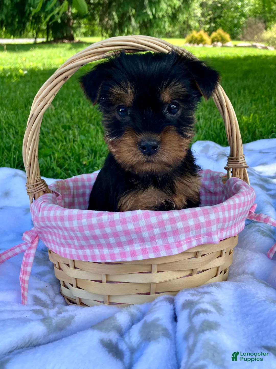 Yorkshire Terrier dogs for sale: Ariel - Ad 1