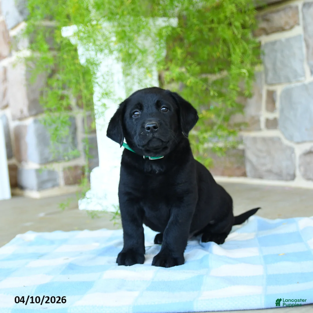 Labrador Retriever dogs for sale: Kiwi - Ad 3
